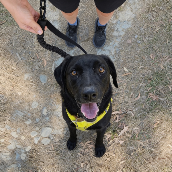 Fungerar för min stora hund